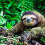 sloth 1